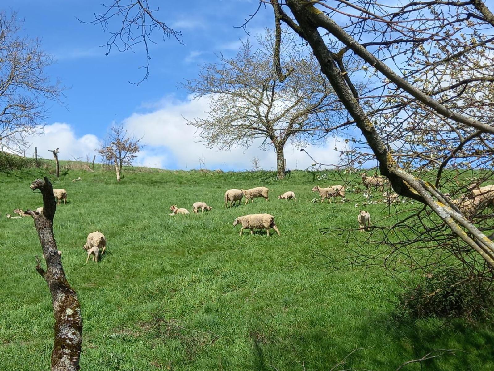 La Bergerie De Lavernhe Hotell Connac Exteriör bild